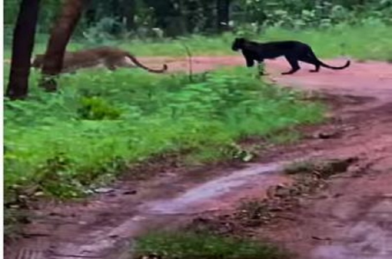कैमरे में कैद हुआ जगुआर और तेंदुए का वीडियो, दोस्ती को देख हैरत में पडे़ यूजर्स
