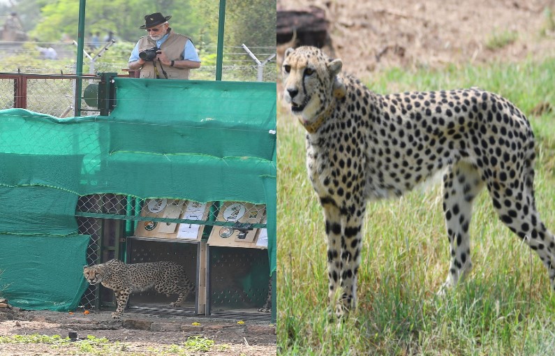 PM created spectacle of leaving cheetah