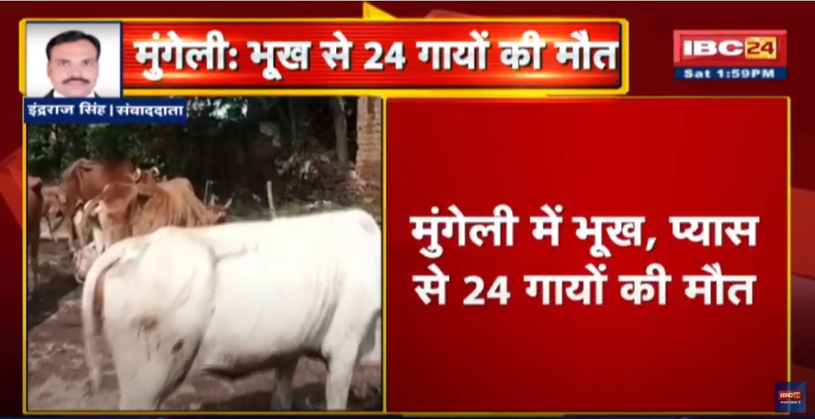 24 Cows Died: Mungeli में भूख, प्यास से 24 गायों की मौत | छेदी नामक शख्स पर आरोप