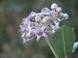 डायबिटीज के रोगी शुगर को कम करने के लिए भोजन में भिंडी, मेथी, जामुन, दालचीनी, लाल मिर्च, तुलसी, शिलाजीत और तेज पत्ते को अपनी लाइफस्टाइल में शामिल कर सकते हैं।