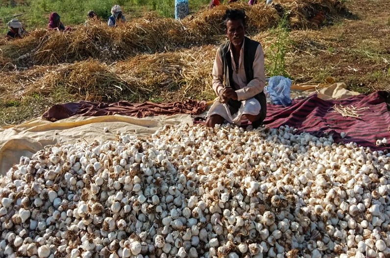garlic farmers