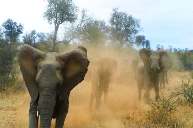 Trained elephants will be brought to control wild elephants