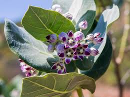 आक के पत्तों से डायबिटीज के रोग का भी इलाज किया जाता था। वहीं एक रिसर्च में यह बात सामने आई कि आक के पौधे का अर्क इंसुलिन प्रेरित प्रतिरोध को रोकने में मदद करता है।