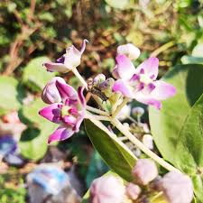 आक के पत्तों में पाया जाने वाला एंटीऑक्सीडेंट और एंटी इंफ्लेमेटरी के गुण कई रोगों से बचाने में मदद करता है। इसका उपयोग कब्ज, दस्त, जोड़ों के दर्द, दांतों की समस्या के लिए किया जाता है।