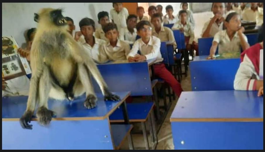 अनोखा केसः एक हफ्ते से स्कूल क्लास में पढ़ाई करने आ रहा बंदर, पहली बेंच में बैठता है छुट्टी होने तक