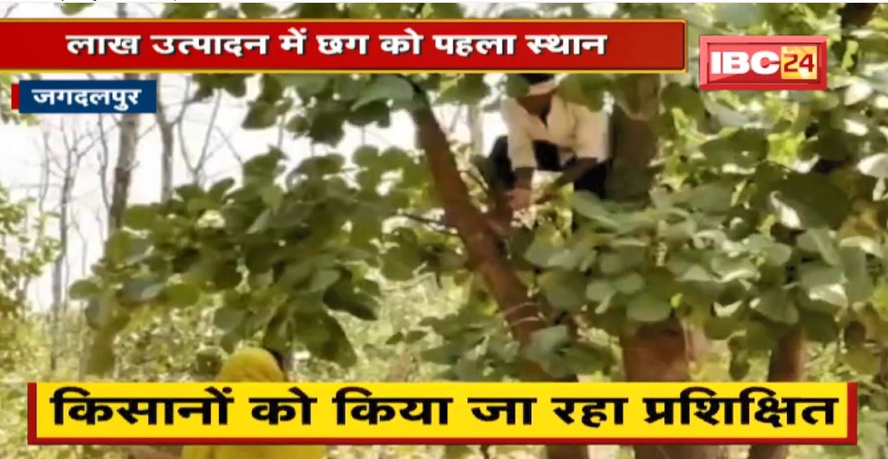 Chhattisgarh में लाख उत्पादन को खेती का दर्जा। किसानों को किया जा रहा प्रशिक्षित