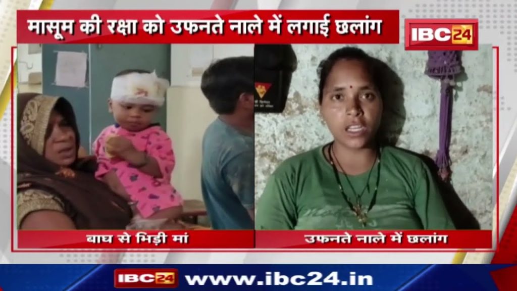 The child was buried in the jaws of the tiger, the mother saved her life. At the same time, the woman saved the drowning young man in the booming drain.