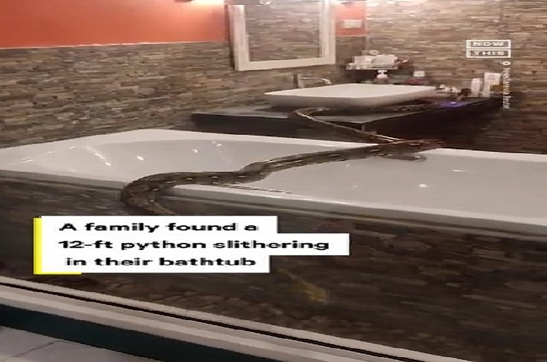 Video : बाथरूम का नजारा देखकर फटी रह गई महिला की आंखे