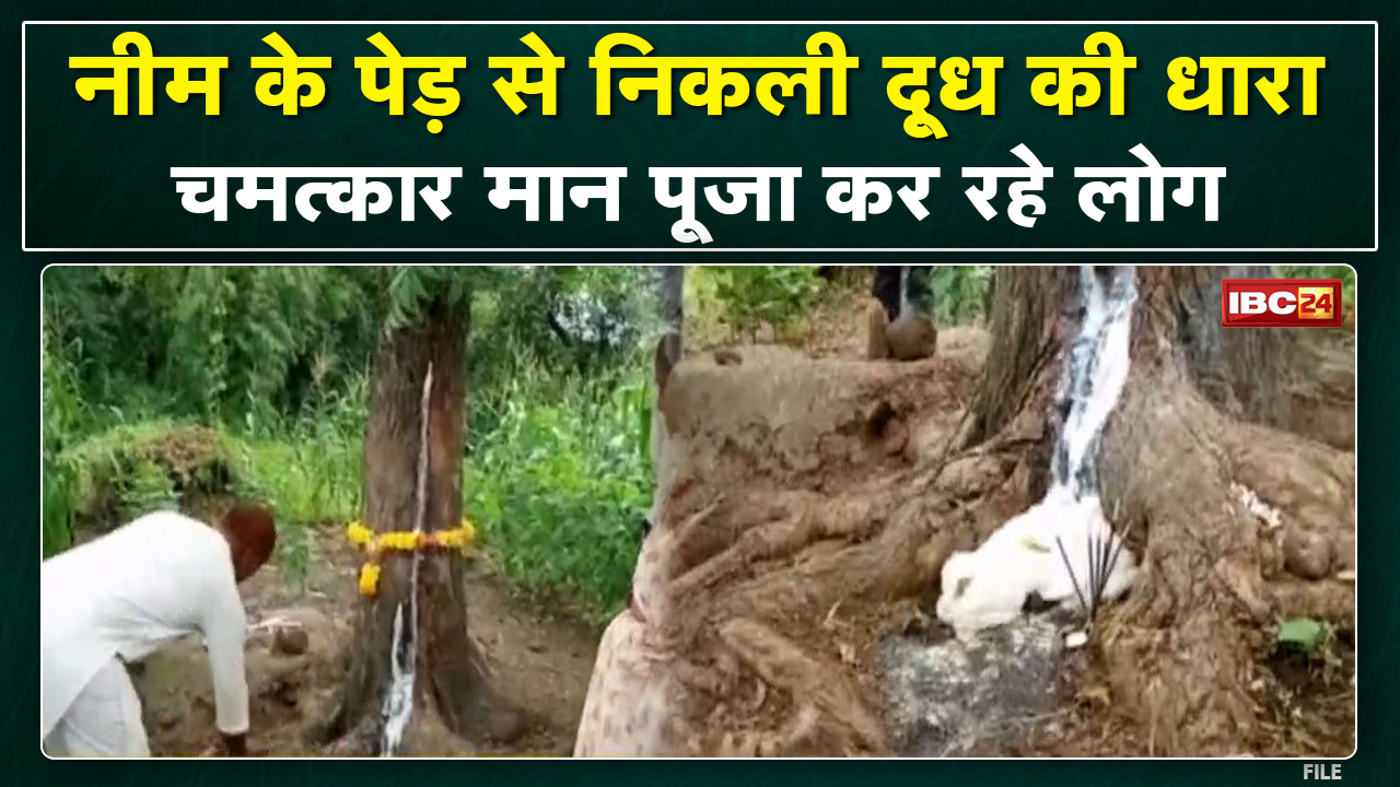 नीम के पेड़ से निकल रहा ‘दूध’ | चमत्कार मानकर लोग पूजा पाठ कर मांग रहे मन्नतें, जानिए क्या है हकीकत