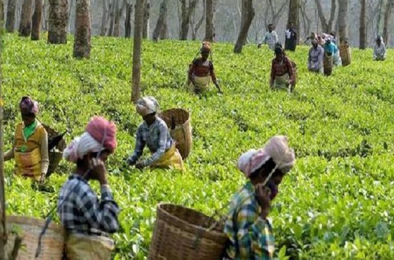 A new tea policy brewing in Assam; incentives for exports, machinery under consideration