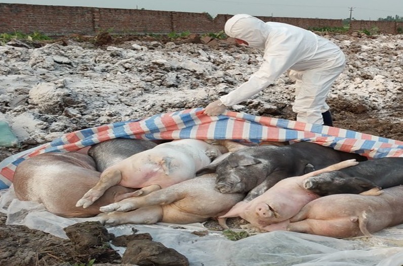 African Swine Fever : अफ्रीकी स्वाइन फीवर का मंडराया कहर! अब तक कुल 67 सूअरों की मौत, मांस की ब्रिकी पर लगी रोक