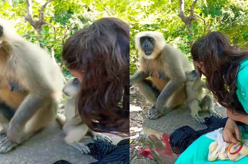 क्यूट बेबी मंकी ने लड़की के साथ की ऐसी हरकत, फिर लड़की ने मास्क उतारकर बंदर को कर दिया KISS, देखें वीडियो…