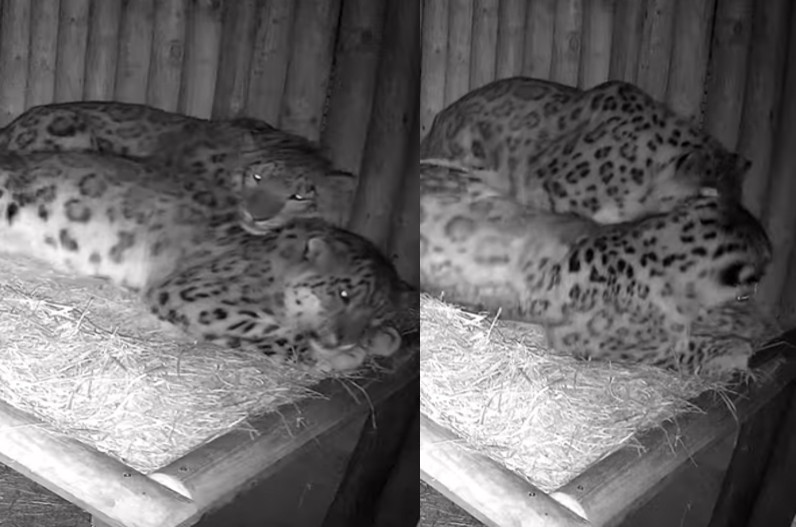 हाय… कितना रोमांटिक है ये कपल, नहीं आ रही थी नींद तो पार्टनर की पीठ पर सिर रख कर सोया तेंदुआ, देखें वीडियो…