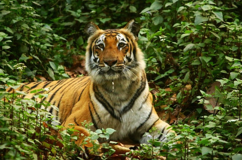 राजधानी में बाघ का कहर जारी, जानवरों को बनाया अपना शिकार, पकड़ने के लिए वन विभाग ने बनाया ऐसा प्लान