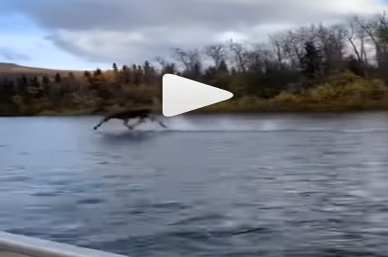 viral Video : एक ऐसा जानवर जो पानी में दौड़ता है! वीडियो देख हैरान हो जाएंगे आप
