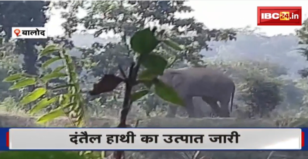 Balod Elephant News : दंतैल हाथी का उत्पात जारी | मकान और फसलों को पहुंचाया नुकसान