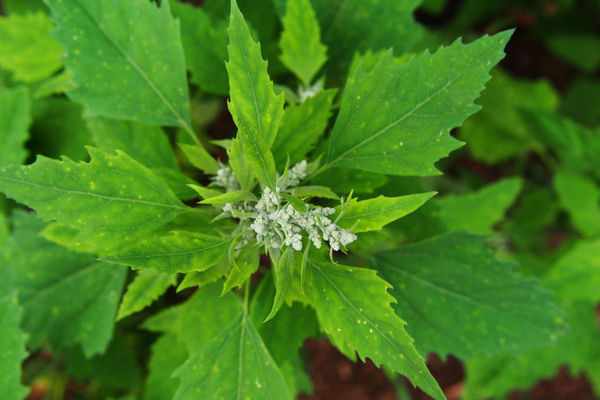 हरी सब्जी में बथुआ खाने से शरीर को आयरन, विटामिन ए, विटामिन सी और कैल्शियम मिलता है। कहा जाता है कि बथुआ तासीर में गर्म होता है।