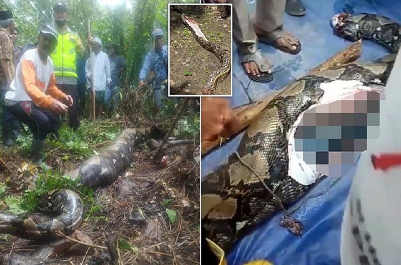 Python swallowed alive 54 year old woman