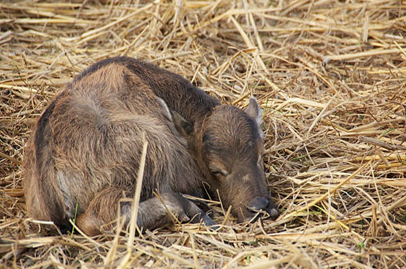 शर्मनाक! भैंस के नन्हे बछड़े के साथ दुष्कर्म, नाराज लोगों ने आरोपी का किया ऐसा हाल