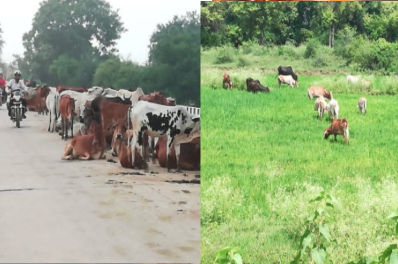 सड़कों पर मवेशियों का जमावड़ा, हलाकान हुए किसान और ग्रामीण, दी आंदोलन की चेतावनी