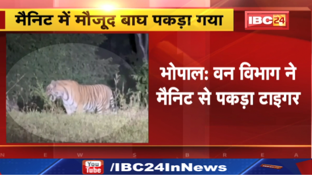 Tiger Movement in Bhopal Manit