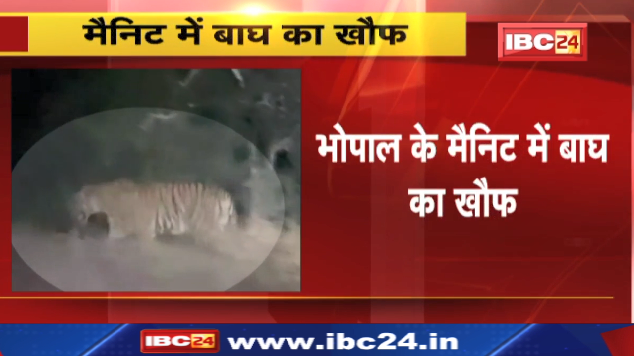 Tiger Movement in Bhopal Manit : भोपाल के मैनिट कैंपस में घूम रहा बाघ | दहशत में लोग…