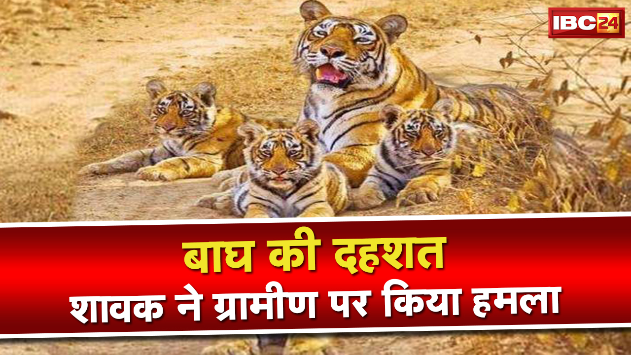 नरसिंहपुरा में Tiger (बाघ) की दस्तक | ग्रामीण पर किया हमला…देखिए Video
