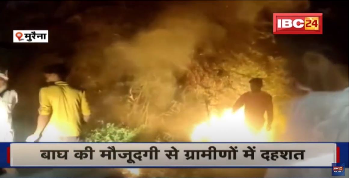 Morena में बाघ की मौजूदगी से ग्रामीणों में दहशत | ग्रामीणों ने आग लगाकर रातभर दिया पहरा