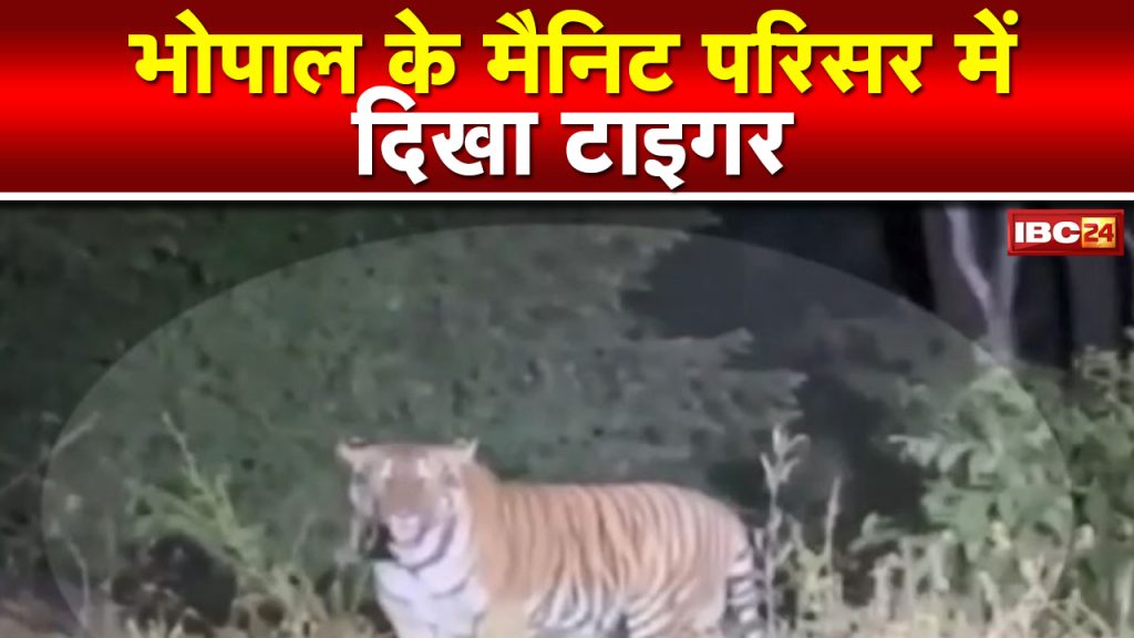 Tiger seen in Bhopal's MANIT Campus