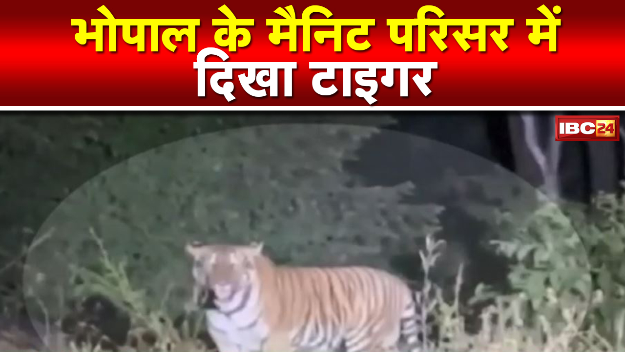 Bhopal के MANIT Campus में दिखा बाघ(Tiger) | खतरे को देखते हुए मैनिट प्रबंधन ने रद्द की सभी Class