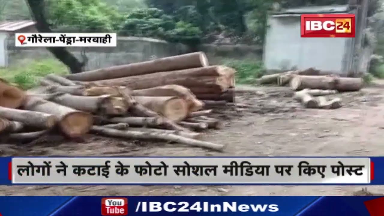 साढ़े 5 लाख की इमारती लकड़ियां जब्त: जंगल में अवैध कटाई का खुलासा | वन विभाग की टीम कर रही जांच