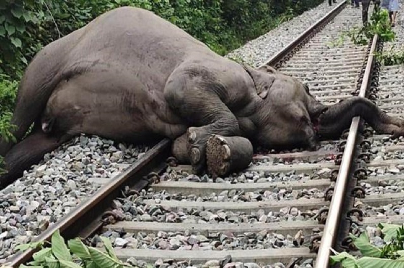 A wild elephant hit by a train