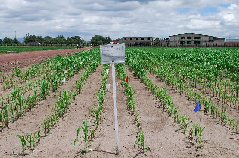 अभी तक नहीं मिला खराब फसल का मुआवजा, किसानों ने उग्र आंदोलन करने की दी चेतावनी