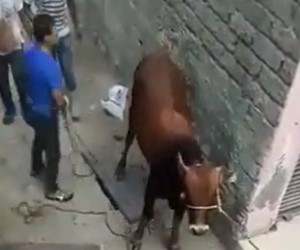 छेड़छाड़ करने पर शख्स को मिला ‘करारा जवाब’, बेजुबान ने सिखाई ऐसी सबक कि याद आ गई नानी! देखें वायरल वीडियो