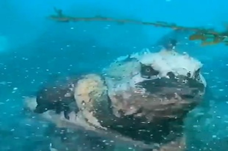 Viral Video: समंदर किनारे दिखा अजीबोगरीब जीव, पल भर में वायरल हुआ वीडियो देखें