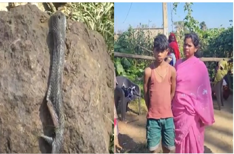 बच्चे के काटने से मर गया किंग कोबरा, सांप ने काटा तो गुस्से में आए बच्चे ने भी दांत से दबाया