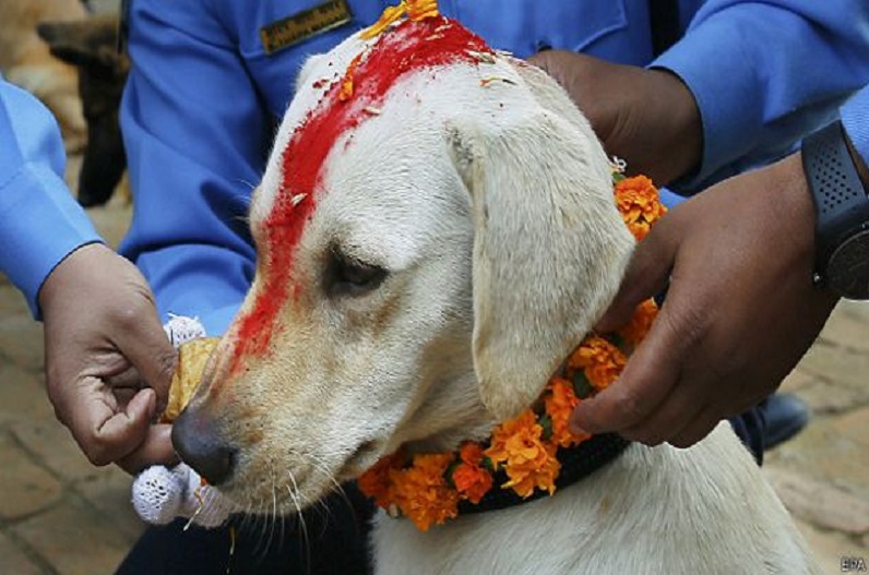 यहां दिवाली के अगले दिन की जाती है कुत्तों की पूजा, फूल-माला पहनाकर दी जाती है दावत, सालों से चली आ रही है परंपरा