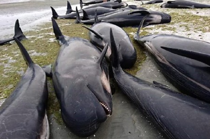 इस देश में समंदर किनारे व्‍हेल मछलियों ने तड़प-तड़प कर तोड़ा दम, वजह जानकर रह जाएंगे दंग