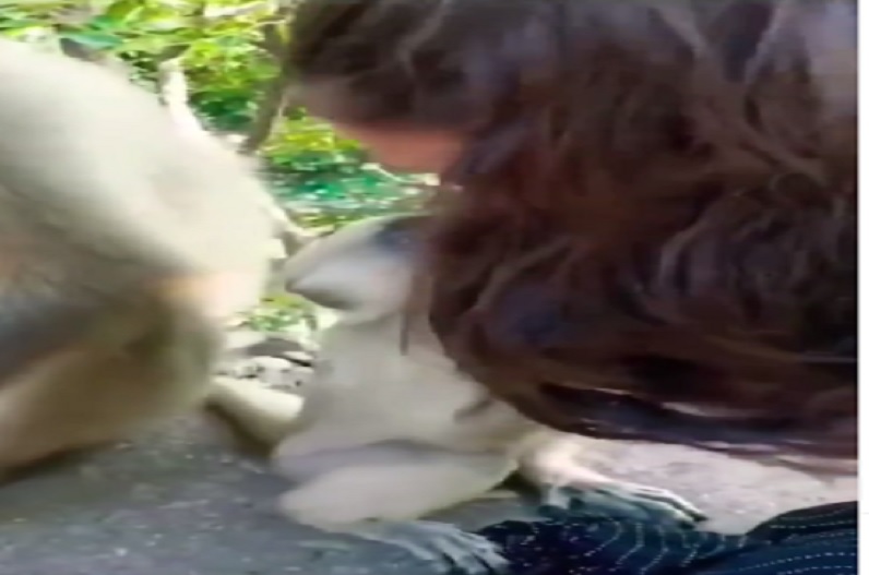 खुलेआम लड़की के साथ ऐसा काम कर रहा था बंदर, कैमरे में कैद हुआ वीडियो, देखकर आप भी रह जाएंगे दंग