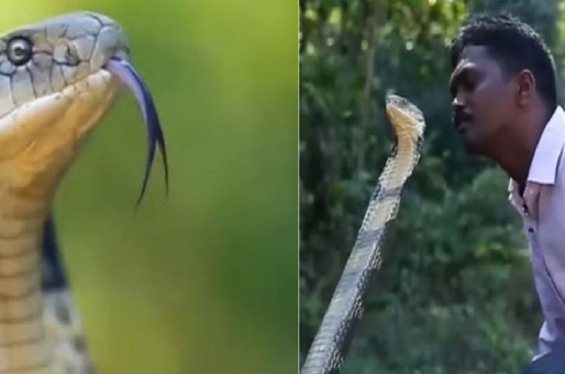 man kissing king cobra snake viral video