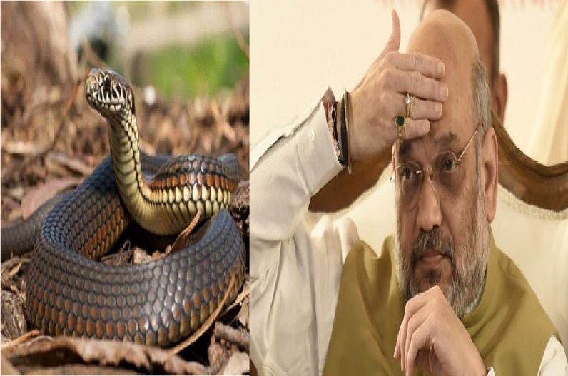 केंद्रीय गृह मंत्री अमित शाह के बंगले में मिला सांप, देखकर सुरक्षाकर्मी के उड़े होश, एनजीओ की टीम ने पकड़ा