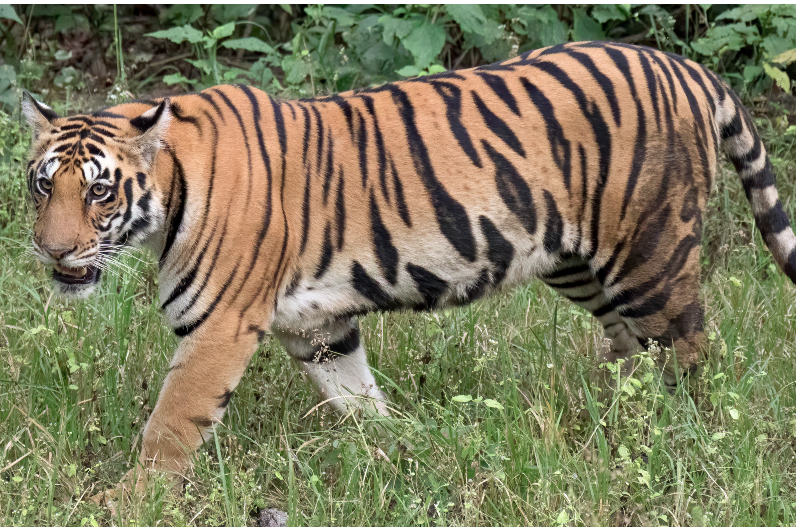 कॉलेज परिसर में घुसा बाघ, स्टूडेंट्स की सुरक्षा को लेकर वन विभाग ने जारी की एडवाइजरी