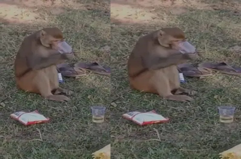 पकड़ा गया शराबी बंदर! आते-जाते लोगों पर करता था हमला, वन विभाग ने बिछाया जाल और फंस गया बेवड़ा बंदर