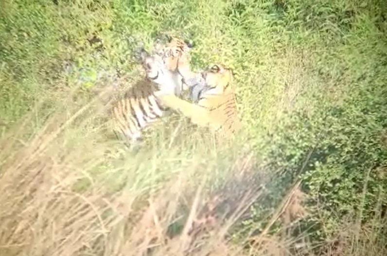 panna tiger reserve viral video