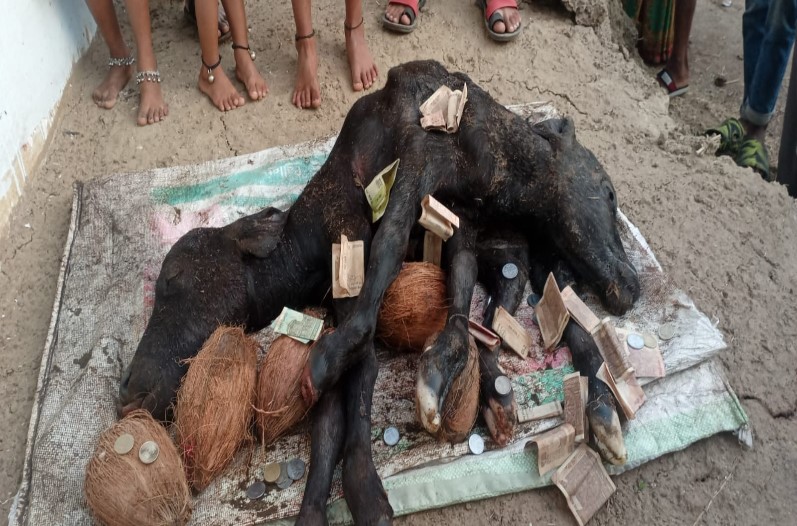 Buffalo gives birth to calf with 2 faces and 6 legs