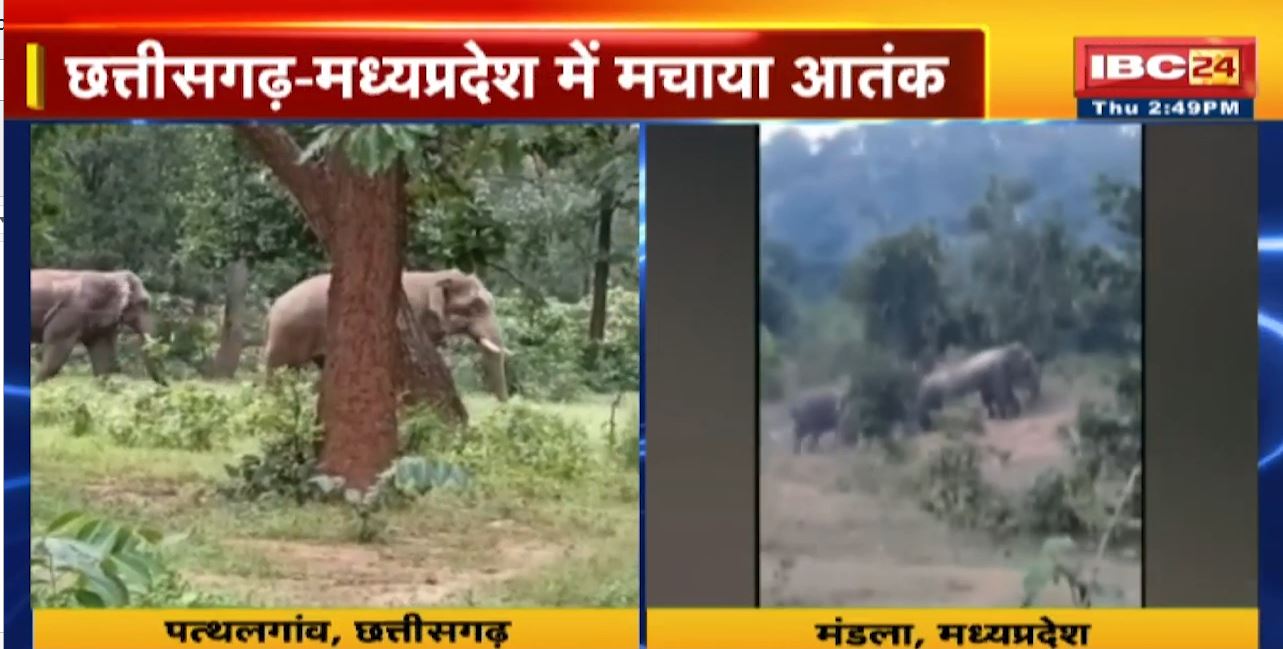 Chhattisgarh-Madhya Pradesh Elephant News: गजराज का गदर | बुजुर्ग को कुचला और पति-पत्नी पर हमला