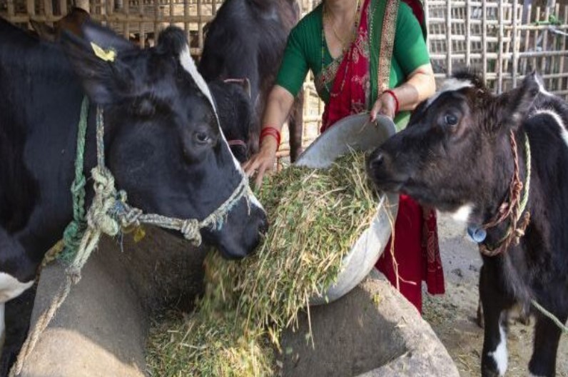 dairy business in hindi