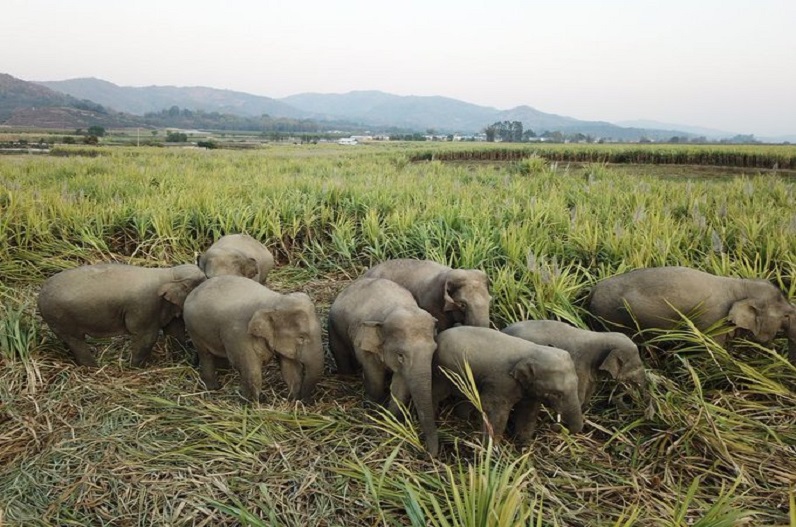 गांव में 15 हाथियों के दल ने मचाया आतंक, दर्जनों मकानों को किया क्षतिग्रस्त