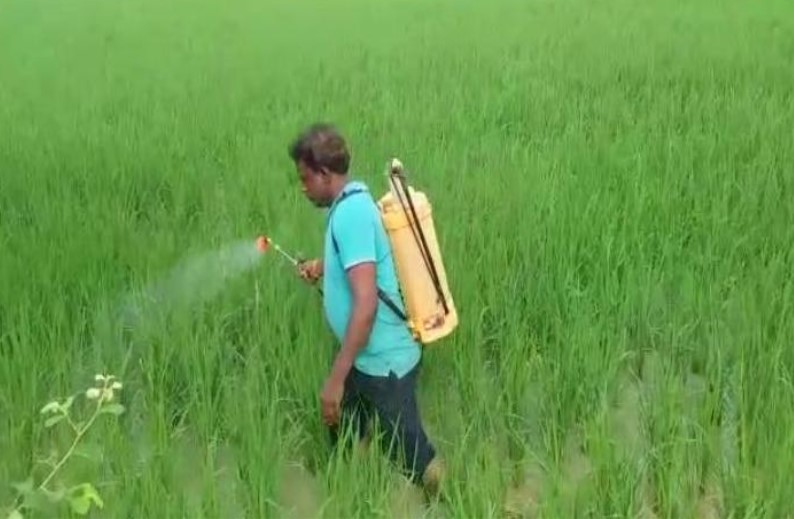 प्रदेश के इस जिले में हुई गोमूत्र की रिकॉर्ड खरीदी, ब्रह्मास्त्र और जीवामृत से किसानों को हो रहा भरपूर लाभ