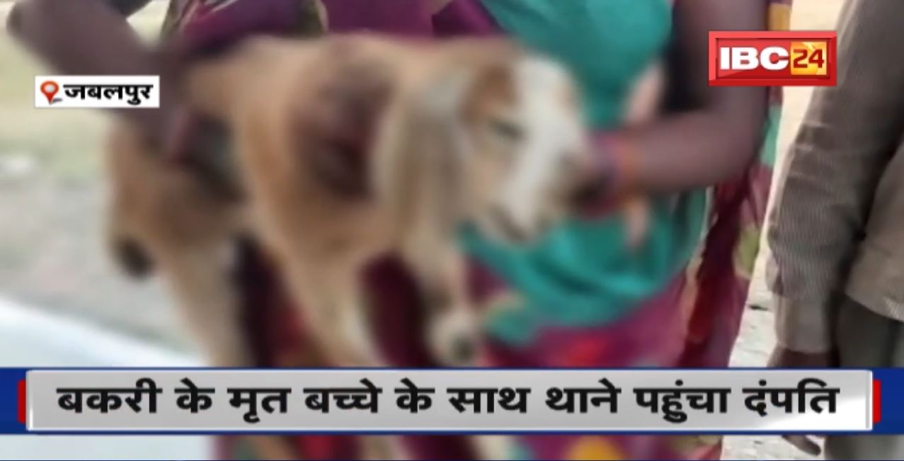 Jabalpur News : चरगवां थानें में अजीबो गरीब मामला। बकरी के मृत बच्चे के साथ थाने पहुंचा दंपति। देखिए क्या है पूरा मामला